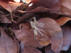 Insecta