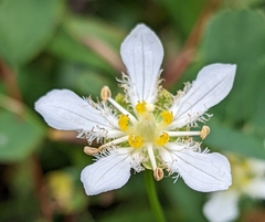 Parnassia fimbriata