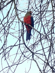 Alisterus scapularis