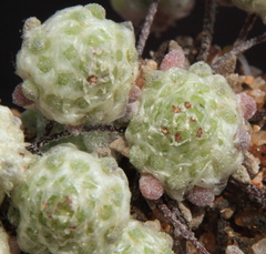 Hyalochlamys globifera