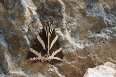 Euplagia quadripunctaria