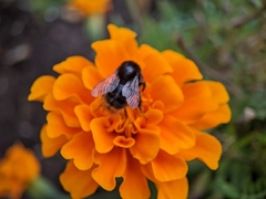 Bombus