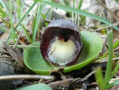 Corybas incurvus