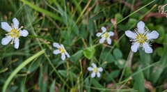 Parnassia fimbriata