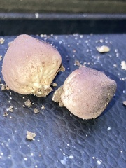 Lycoperdon subincarnatum