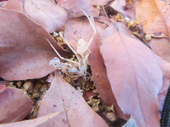 Insecta