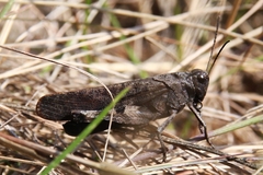 Psophus stridulus