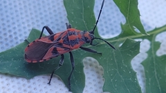 Spilostethus furcula