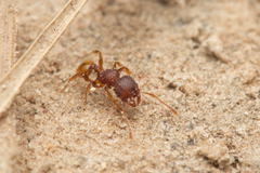 Pheidole longiceps doddi