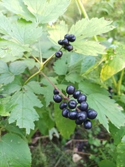 Actaea spicata