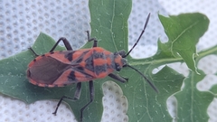 Spilostethus furcula