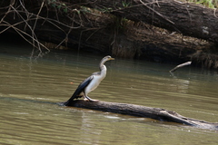 Anhinga novaehollandiae