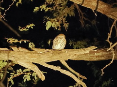 Glaucidium perlatum