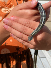 Thamnophis ordinoides