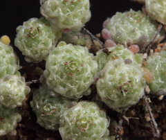 Hyalochlamys globifera