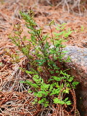 Cheilanthes sieberi sieberi