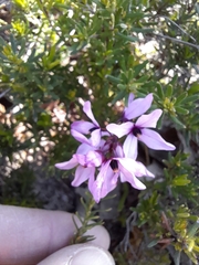 Tetratheca pilosa
