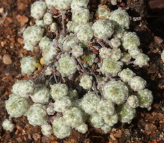 Hyalochlamys globifera
