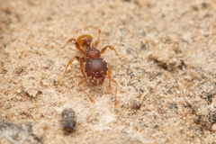 Pheidole longiceps doddi