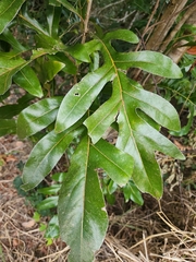 Stenocarpus sinuatus
