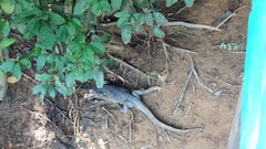 Varanus salvator macromaculatus