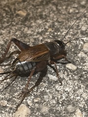 Gryllus