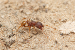 Pheidole longiceps doddi