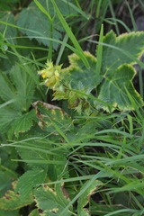 Rhinanthus