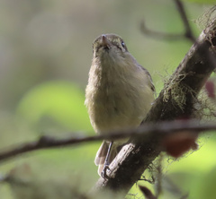 Vireo huttoni