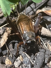 Gryllus