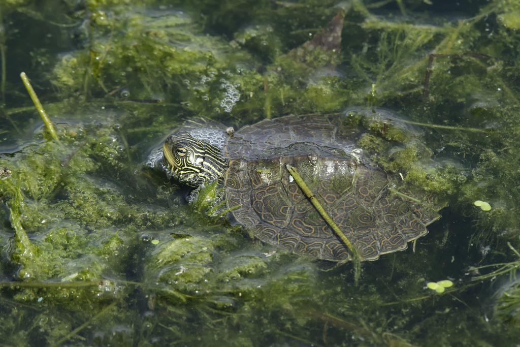 Northern Map Turtle in August 2017 by Paul Reeves · iNaturalist