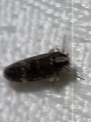 Hygraula nitens