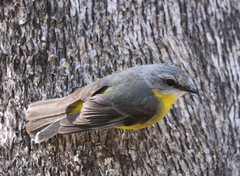 Eopsaltria australis