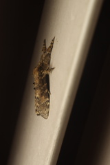 Dasychira chekiangensis