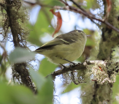 Vireo huttoni