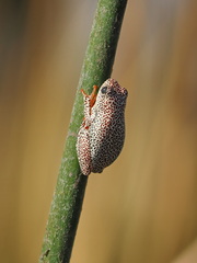 Hyperolius parallelus