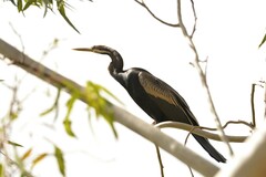 Anhinga novaehollandiae