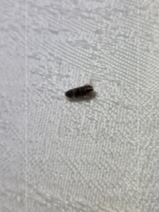 Hygraula nitens