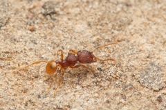 Pheidole longiceps doddi