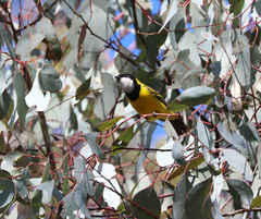 Pachycephala pectoralis