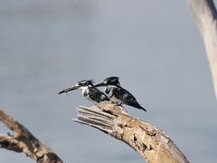 Ceryle rudis rudis