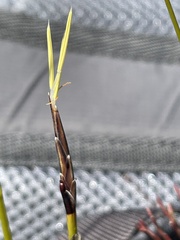 Schoenus lepidosperma pachylepis