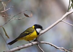 Pachycephala pectoralis