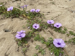 Ipomoea cairica