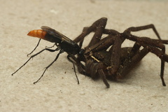 Tachypompilus analis