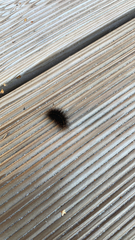 Spilosoma lubricipeda