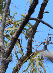 Daphoenositta chrysoptera