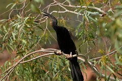 Anhinga novaehollandiae