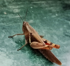 Xenocatantops humilis