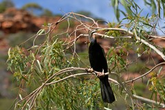 Anhinga novaehollandiae